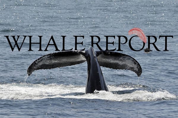 A humpback whale's tail breaching the water, undergirding the words "Whale Report."