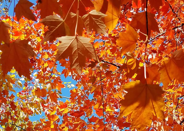 Orange maple leaves close and far, with blue sky in the background.