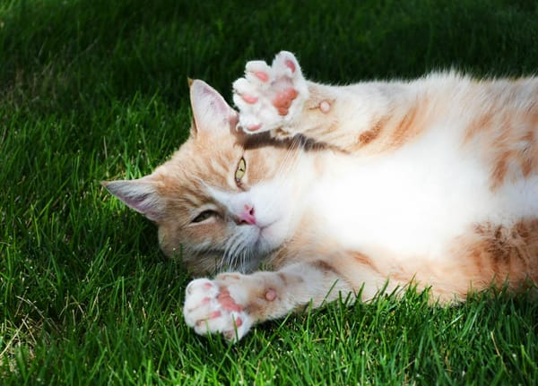 A murderous orange tabby in the lawn, on its back, claws out.