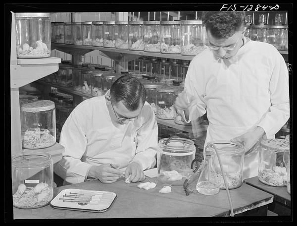 A black and white photo of two lab-coated scientists of yesteryear, inecting yellow fever serum into four white mice.